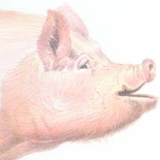 Farm pig called Katie. Watercolour.