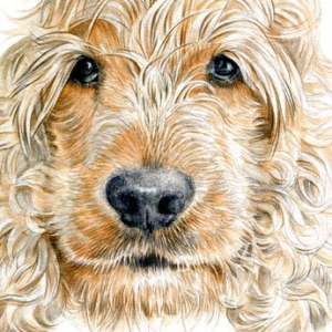 Dog-Riley-1