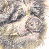 Pig called Frankie. Watercolour