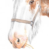 Heavy horse called Bluebell. Watercolour.