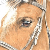 Dressage horse called Jim. Watercolour.