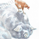 Two sleeping Kuna Kuna pigs with playful chicken. Watercolour.