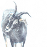 Two goats at a standoff. Watercolour.